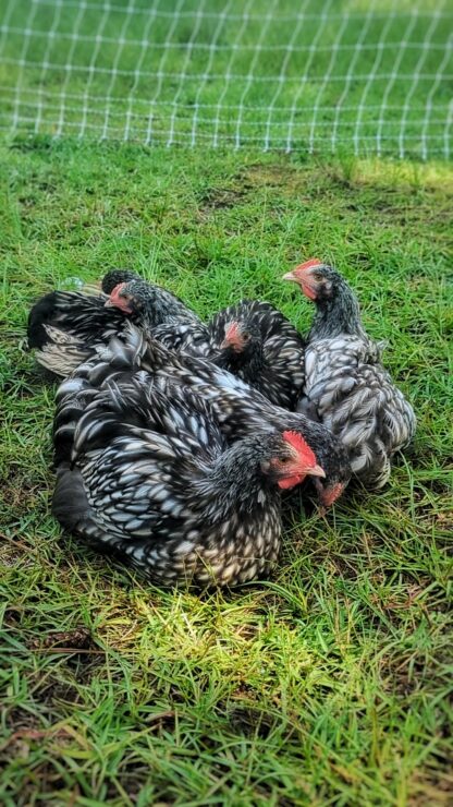 Silver laced English Orpington