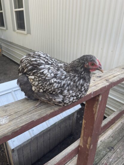 Silver laced English Orpington