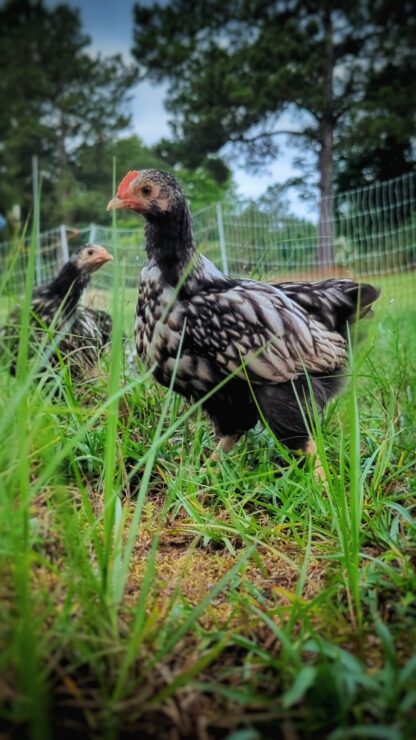 Silver Laced English Orpingtons Photo Credit Ann Crouse