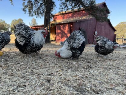 Silver Laced English Orpingtons Photo Credit Ann Crouse