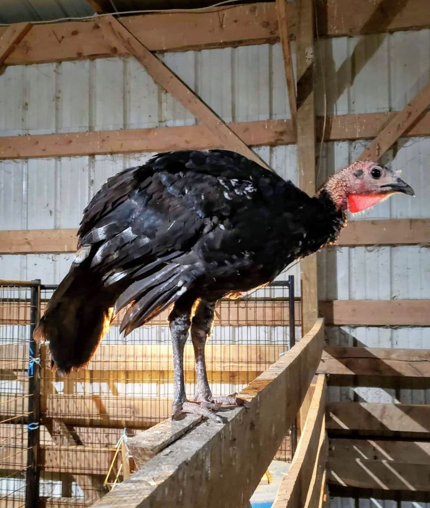 Black Slate Turkey Cackle Hatchery   Black Slate 866x1024 