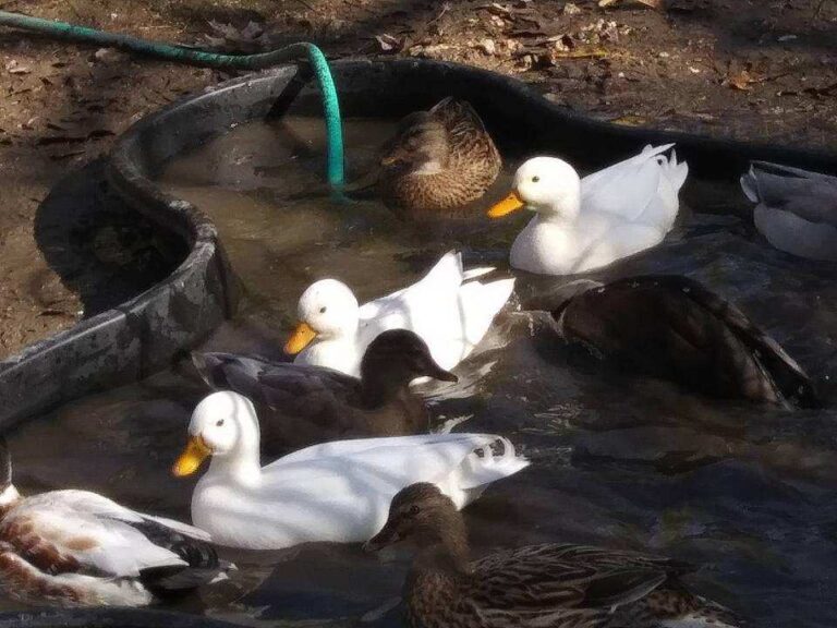 Assorted Call Ducks Cackle Hatchery