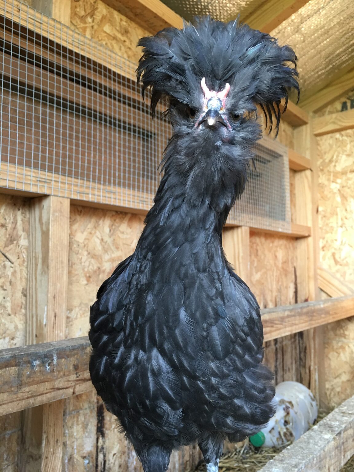 Crevecoeur Chickens Cackle Hatchery