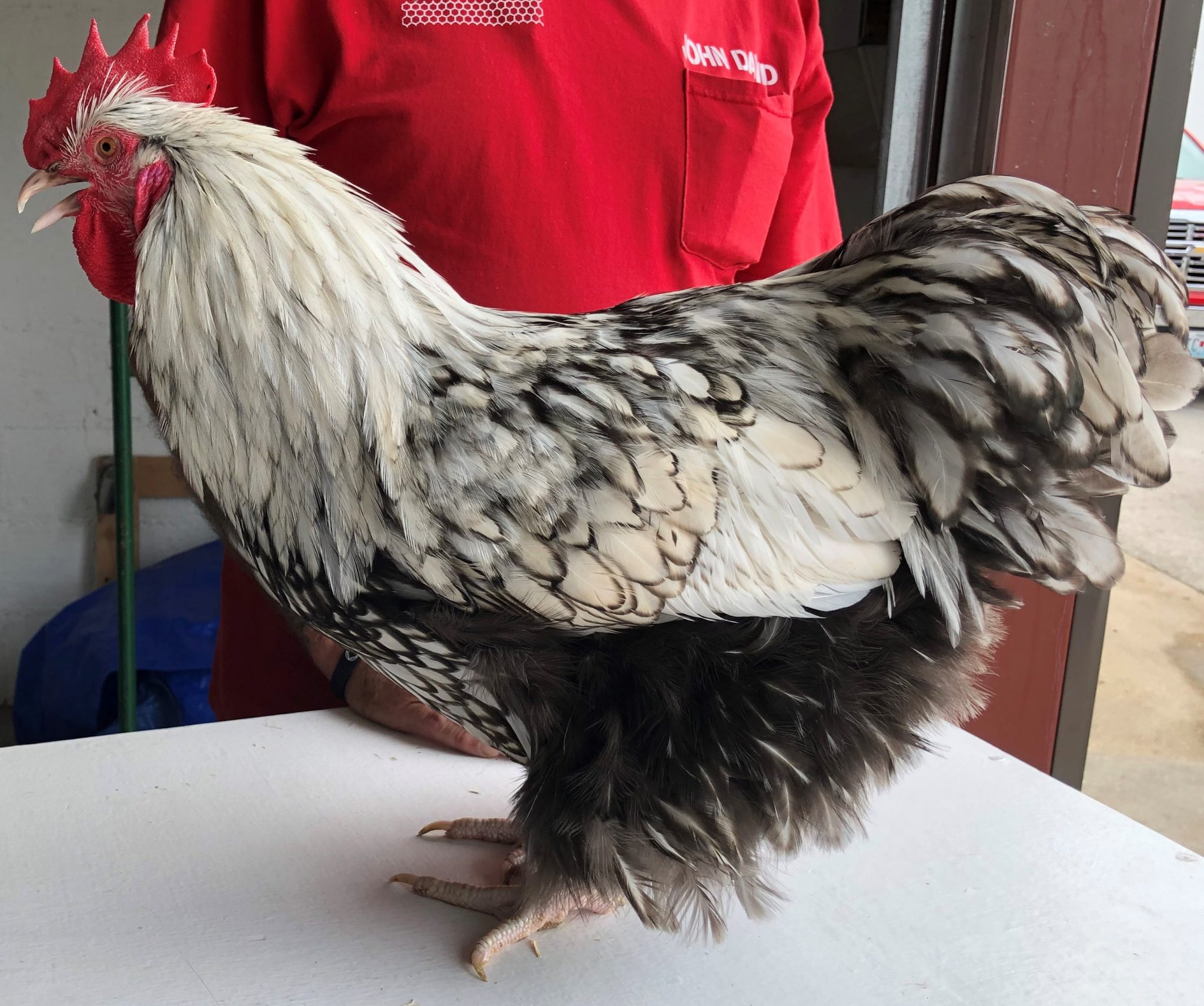 Silver Laced English Orpington Chicken - Cackle Hatchery