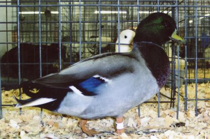 Assorted Call Ducks - Image 5