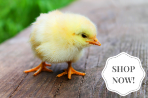 How Many Chicken Breeds Are There? - Cackle Hatchery