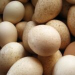 Turkey Hatchery Eggs