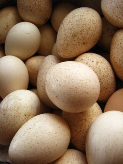 Turkey Hatchery Eggs