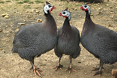 How to Keep Guinea Fowl from Flying Away - Cackle Hatchery