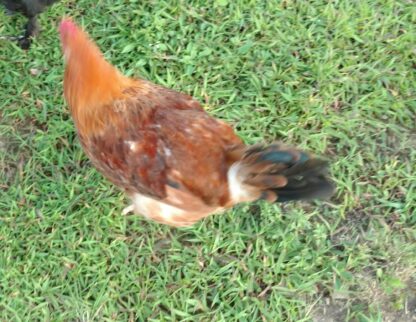 17 week old Black Tail Red Marans