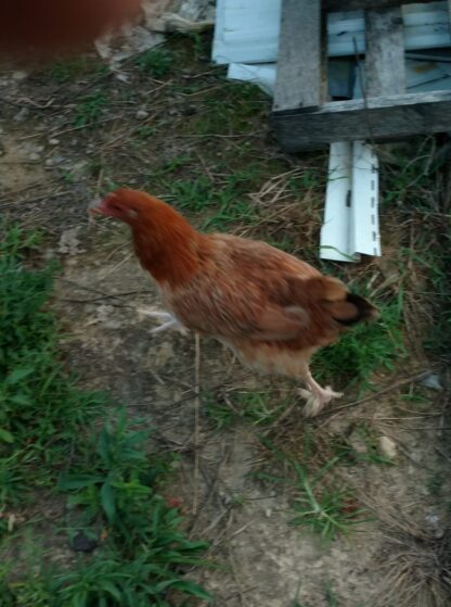 17 week old Black Tail Red Marans