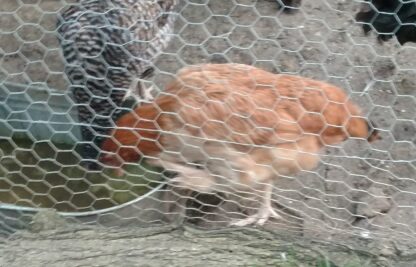 17 week old Black Tail Red Marans