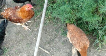 17 week old Black Tail Red Marans