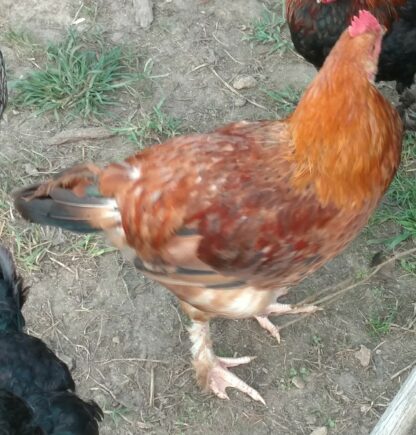 17 week old Black Tail Red Marans