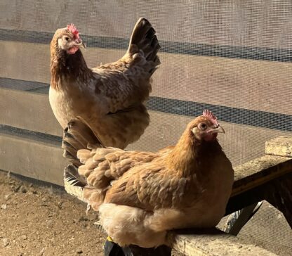 French Black Tailed Red Marans