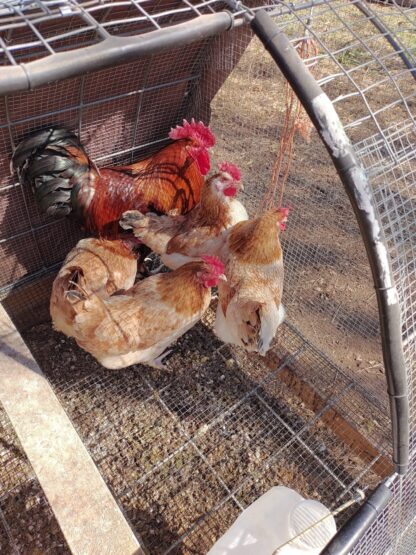 French Black Tailed Red Marans