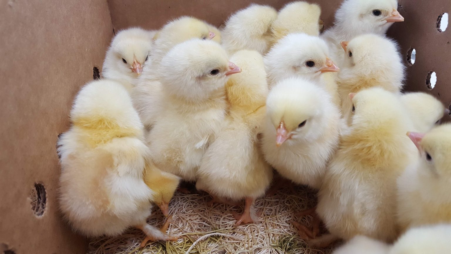 French Black Tailed Red Marans - Cackle Hatchery