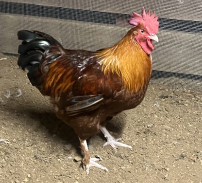 French Black Tailed Red Marans