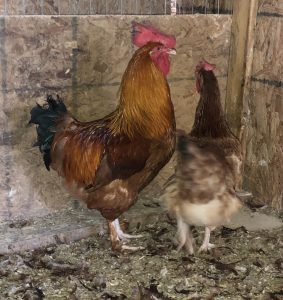 French Black Tailed Red Marans - Cackle Hatchery