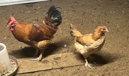 French Black Tailed Red Marans