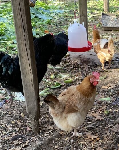 French Black Tailed Red Marans