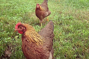 Chicken Breeds That Are Exceptional Foragers - Cackle Hatchery