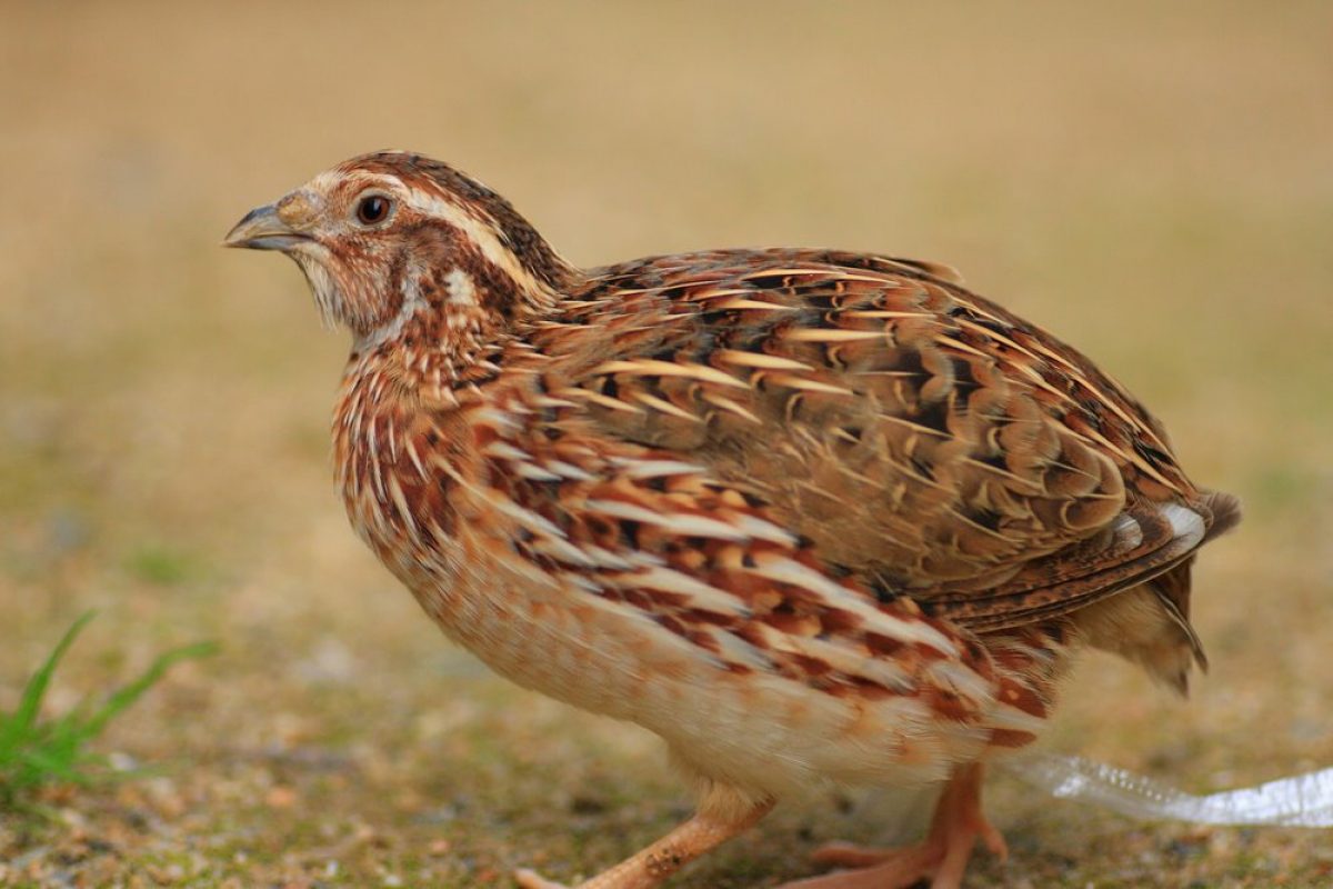 Pharaoh Coturnix Quail Chicks For Sale Cackle Hatchery