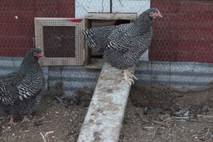 Barred Plymouth Rock Exhibition Type - Image 13