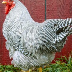 Barred Rock Exhibition Type Rooster