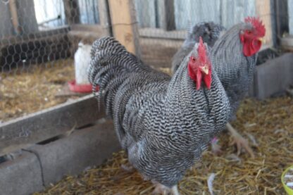 Barred Plymouth Rock Exhibition Type - Image 15