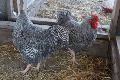 Barred Plymouth Rock Exhibition Type - Image 14