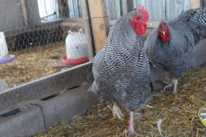 Barred Plymouth Rock Exhibition Type - Image 16