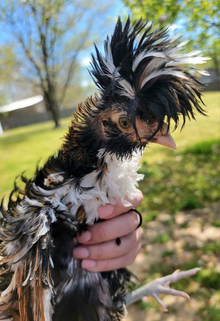 Tolbunt Polish - Cackle Hatchery