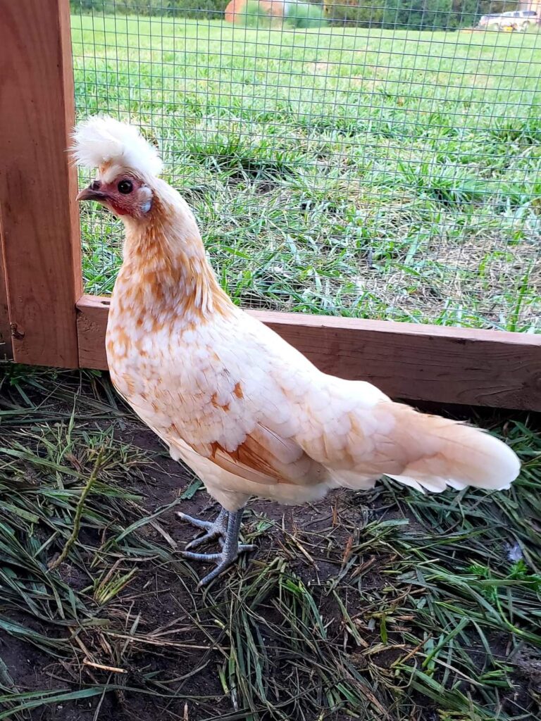 Chamois Spangled Appenzeller Spitzhauben - Cackle Hatchery