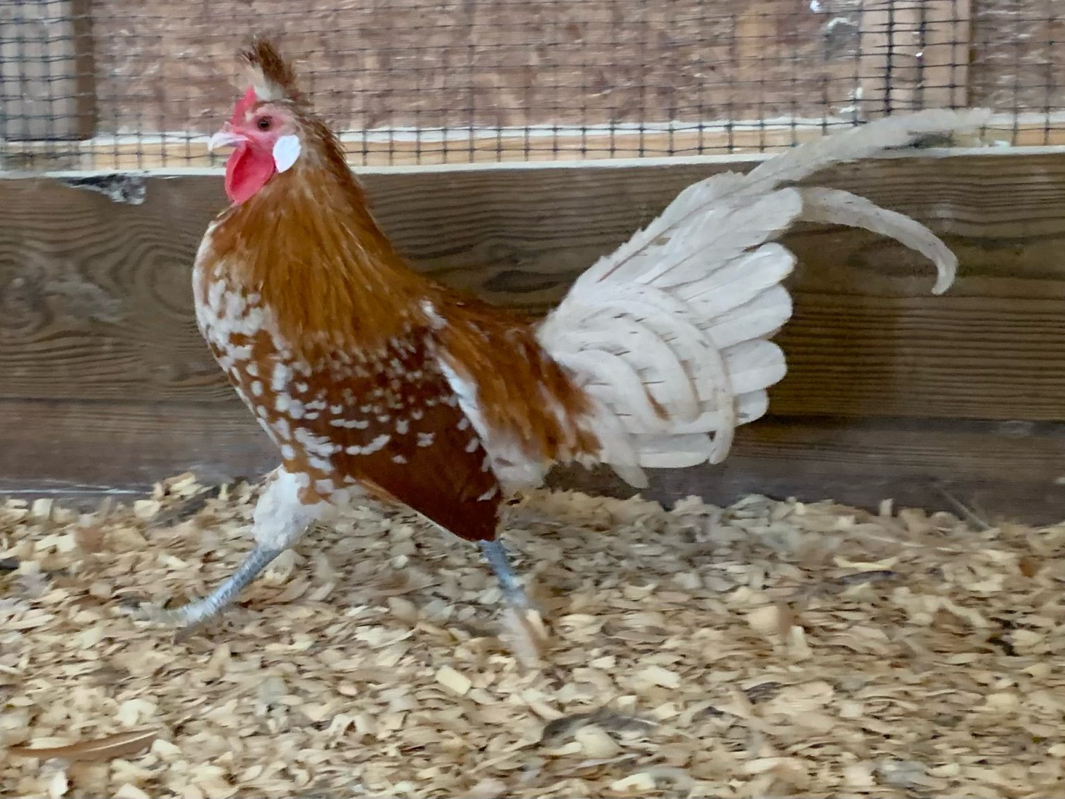 Chamois Spangled Appenzeller Spitzhauben - Cackle Hatchery