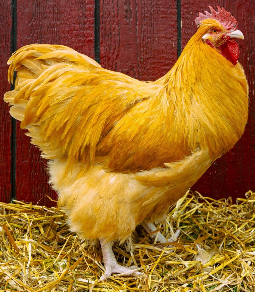 Buff Orpington Exhibition Type - Cackle Hatchery