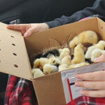 A child holds a box of chicks