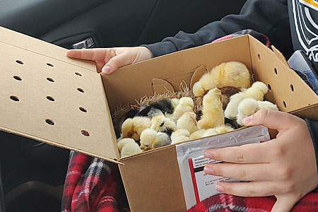 A child holds a box of chicks