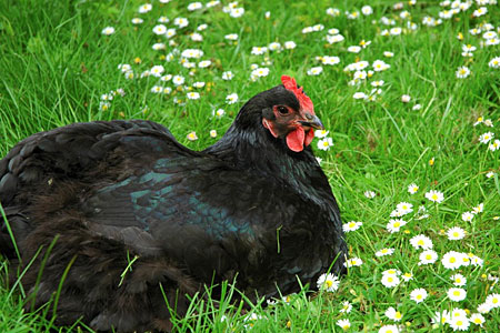 12 Black Chicken Breeds - Cackle Hatchery