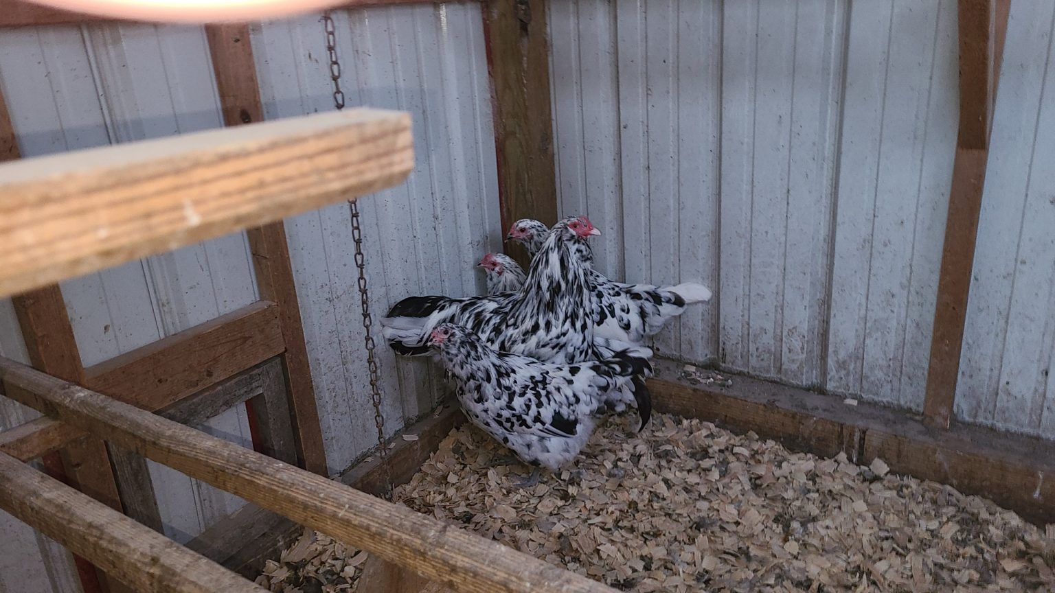 Erminette Ameraucana Chicken For Sale | Cackle Hatchery®