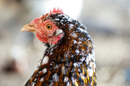 Speckled Sussex Chickens in the Heritage Breed Spotlight - Cackle Hatchery