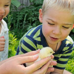 Two children viewing a baby chick