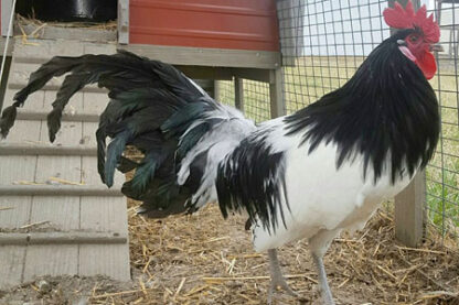 Lakenvelder Chickens in the Heritage Breed Spotlight - Cackle Hatchery