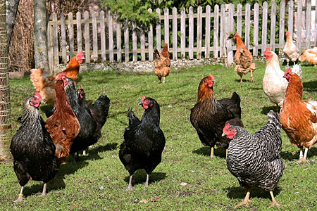 A mixed flock of chickens in a backyard
