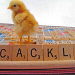 A baby chick stands on a Scrabble board. The tiles in the foreground spell out "Cackle"