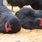 Two chickens sit on sand bedding