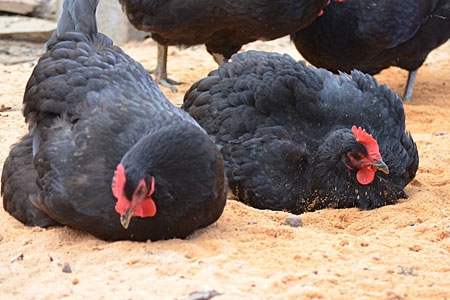 Two chickens sit on sand bedding