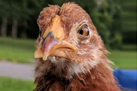 A chicken with crossbeak