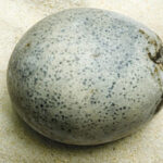 A Berryfield egg