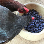 A pair of chickens enjoying a bowl of fresh blueberries.